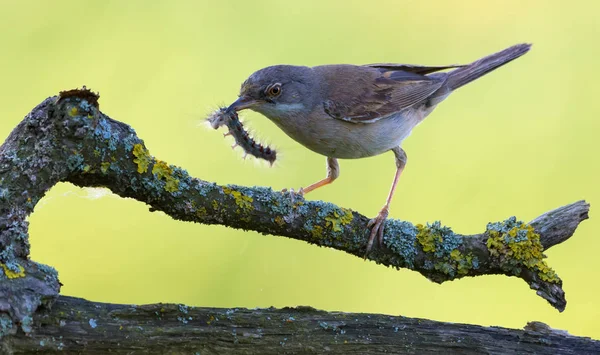 Maschio Comune Whitethroat Cattura Verme Bocca Sua Nidiacei — Foto Stock