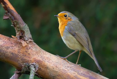 Yetişkin Avrupa robin çıplak çam dalı tünemiş 