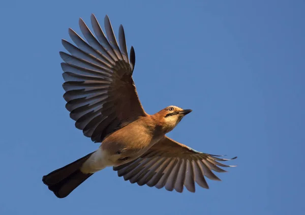 Eurasian Jay Flying Blue Sky Stretched Wings Tail — Stock Photo, Image