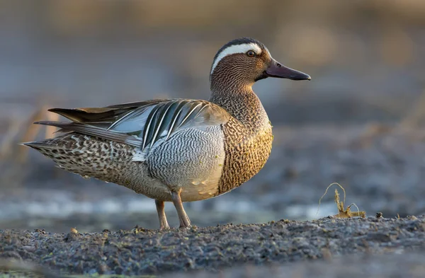 Erkek Garganey sabah ışığında çamurlu bahar nehir kıyısında açıkça duruyor 