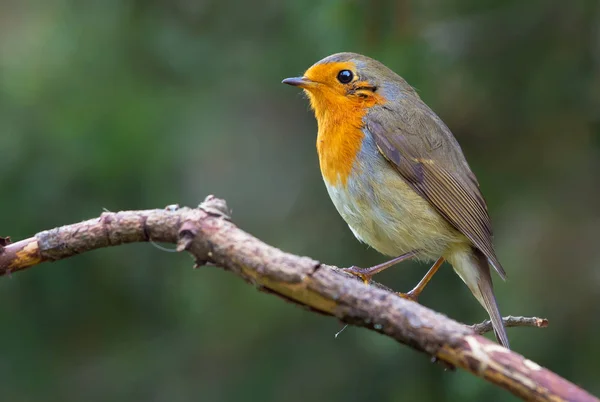 Maturo Europeo Pettirosso Posa Piccolo Bastone Essiccato — Foto Stock