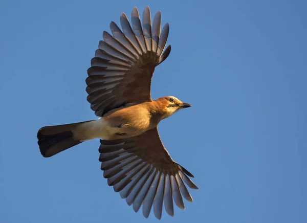 Eichelhäher Fliegt Mit Ausgebreiteten Flügeln Blauen Himmel — Stockfoto