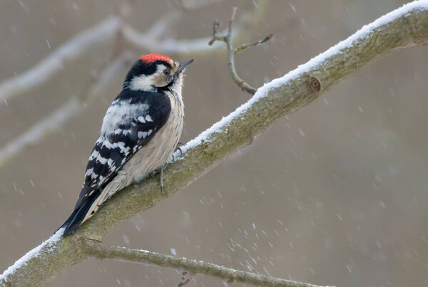 Male Lesser spotted woodpecker examining branches in winter snow fall 