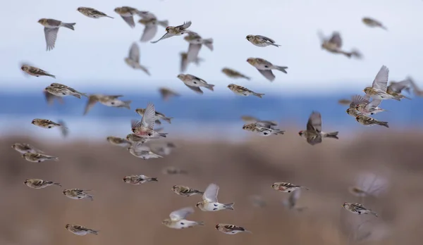 Troupeau Redpolls Communs Volant Rapidement Hiver Enneigé Dessus Des Champs — Photo