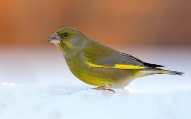 Erkek Avrupa Greenfinch büyük kışın sert kar üzerinde poz 