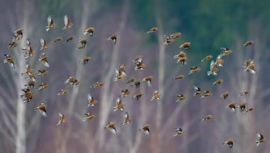 Kışlama zamanında arka plan olarak bazı ağaçların üzerinde sürü halinde uçan ortak linnetlerin büyük miktarda 