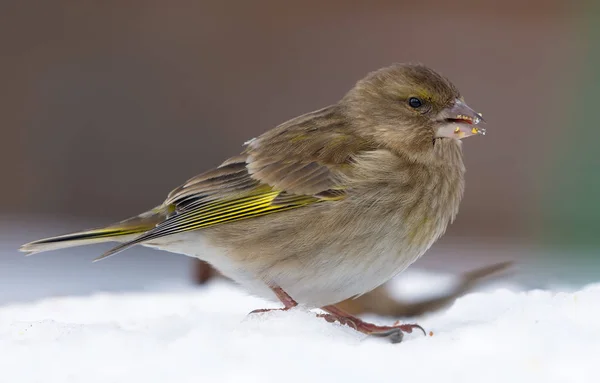 Junges Grünfinkenweibchen Füttert Winter Schnee Der Nähe Eines Futterhäuschens — Stockfoto