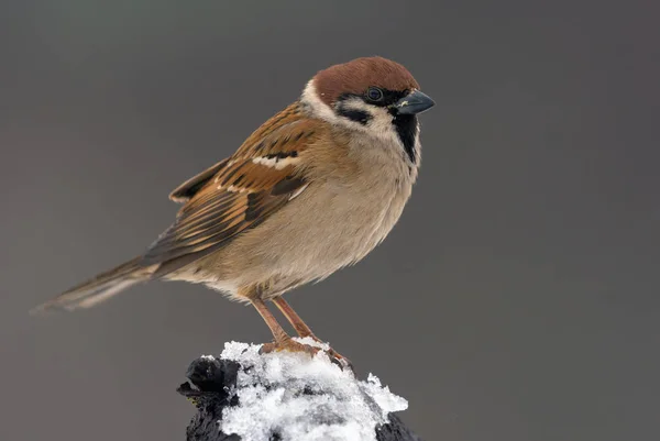 Eurasian Tree Sparrow Destaca Topo Pequeno Ramo Coberto Neve Dia — Fotografia de Stock
