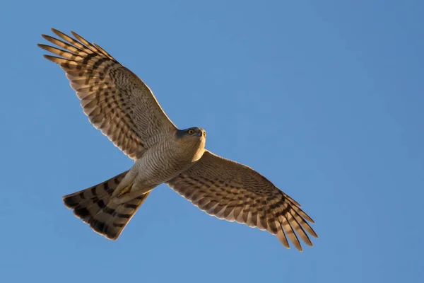 Homem Eurasian Sparrowhawk Voando Voo Céu Azul Com Asas Abertas — Fotografia de Stock