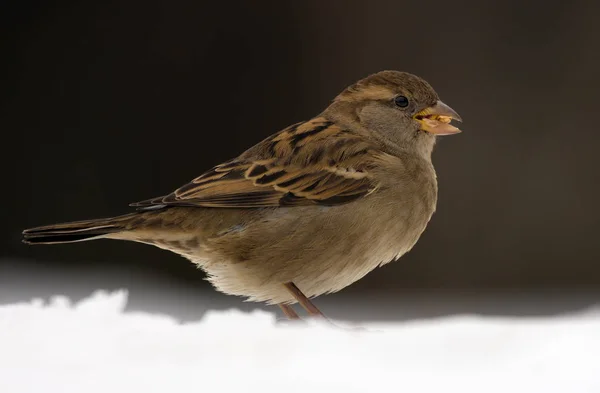 Haussperling Posiert Schnee Für Ein Porträt Trüben Wintertagen — Stockfoto