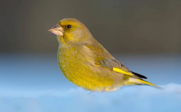 Erwachsenes Grünfinkenmännchen Sitzt Bei Sonnigem Wetter Tiefschnee — Stockfoto