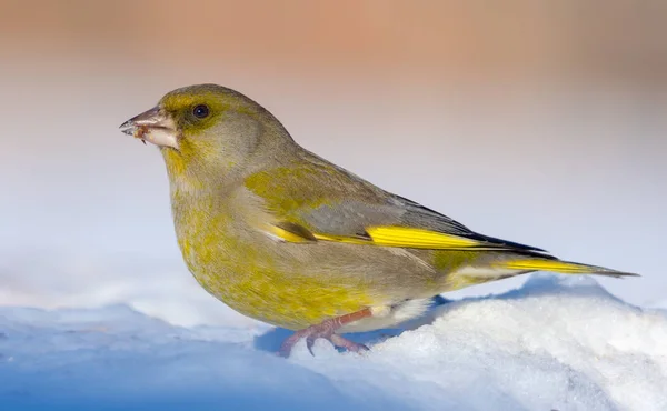 Lebhaftes Grünfinkenmännchen Steht Schnee Einem Strahlend Sonnigen Wintertag — Stockfoto