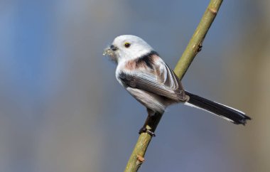 Yetişkin Uzun Kuyruklu Meme, ilkbaharda yuva yapmak için küçük bir çubukta liken malzemesiyle poz veriyor. 