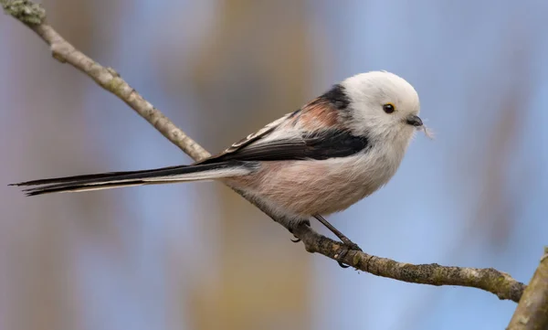 Adult Long Tailed Tit Perched Small Branch Spring Breeding Season — Stok fotoğraf