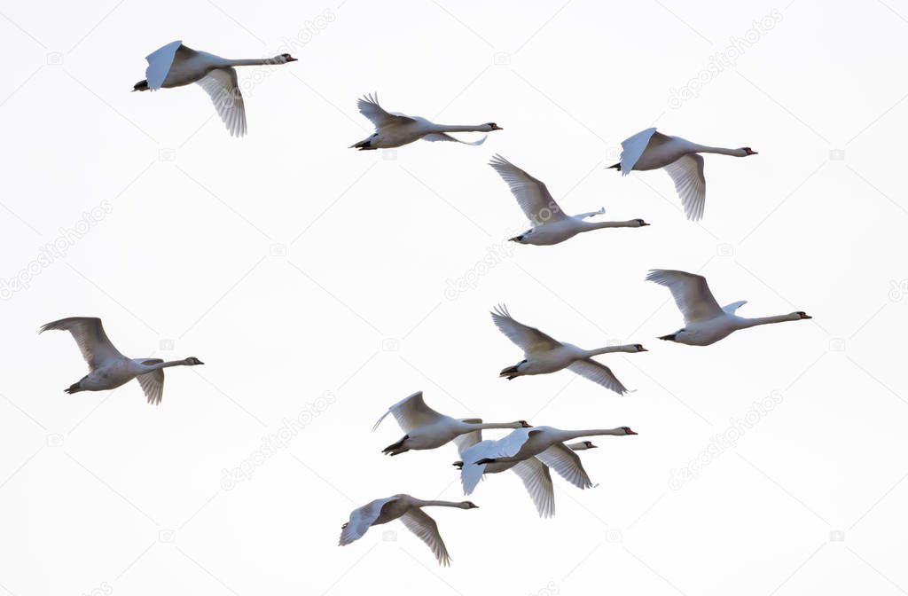 Big Flock of mute swans flying together in white sky 