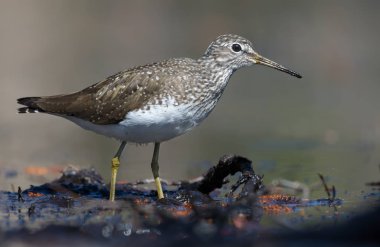 Parlak güneşli yeşil Sandpiper ormandaki çamurlu su kıyısına gider. 