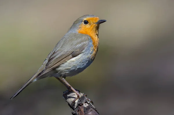 Adulto Pettirosso Europeo Erge Sulla Cima Piccolo Bastone Legno Nella — Foto Stock