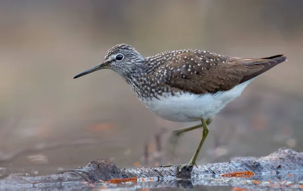 Green Sandpiper stands on floating on water tree trunk with lifted leg