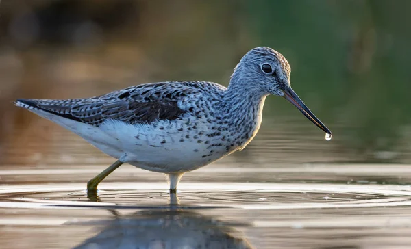 Běžné Zelené Brodí Barevné Vodě Kapkou Vody Špičce Zobáku — Stock fotografie