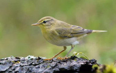 Gloomy Wood Warbler (Phylloscopus sibilatrix), yeşil arka planlı, sping ormanında basit bir poz. 