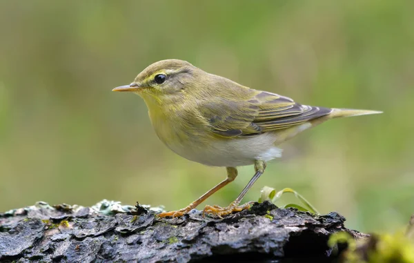 Gloomy Wood Warbler (Phylloscopus sibilatrix), yeşil arka planlı, sping ormanında basit bir poz. 