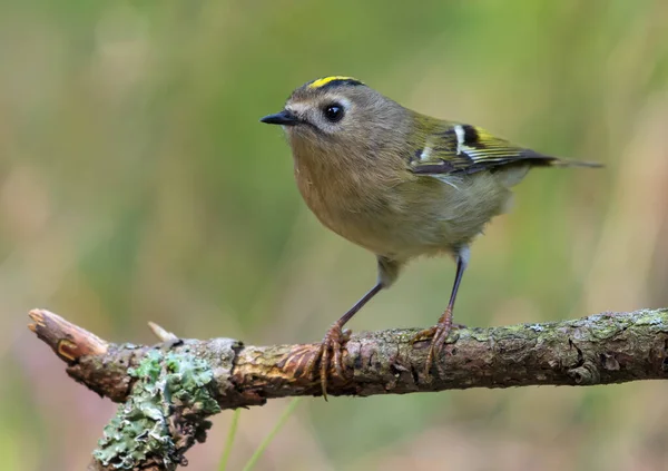 Sıska Goldcrest (Regulus regulus) yeşil ormandaki bir su birikintisinin yakınındaki liken dalında oturuyor ve poz veriyor. 