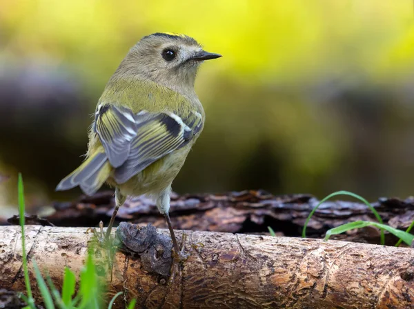 Bakåt Goldcrest Regulus Regulus Placerad Liten Torr Gren Sommarskogen — Stockfoto