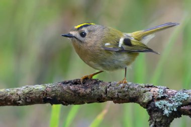 Sevimli Goldcrest (Regulus regulus), yeşil ormandaki bir su birikintisinin yanındaki liken dalına tünemiş. 