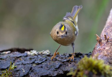 Şirin Goldcrest (Regulus regulus) ormandaki bir su birikintisinin yanındaki liken dalında parlak bir taç ile poz veriyor. 