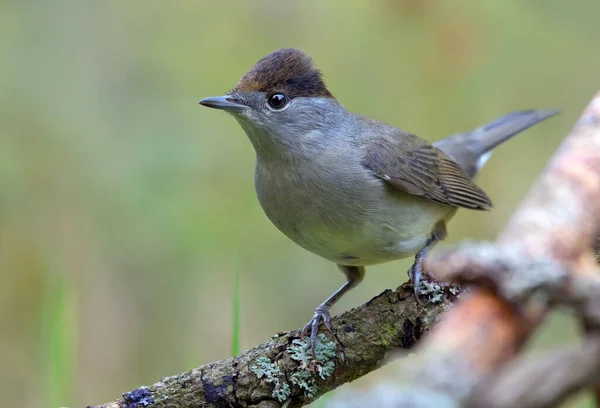 Muž Eurasian Blackcap Sylvia Atricapilla Sedí Malé Tyčce Čistým Zeleným — Stock fotografie