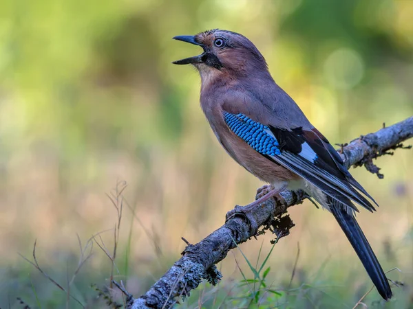 Eurasian Jay Garrulus Glandarius Strange Posing Wide Open Beak Old — Stock Photo, Image