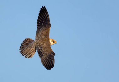 Genç Kızıl Ayaklı Şahin (Falco vespertinus) mavi gökyüzünde uçar ve gökyüzünden kanatlarını açar. 