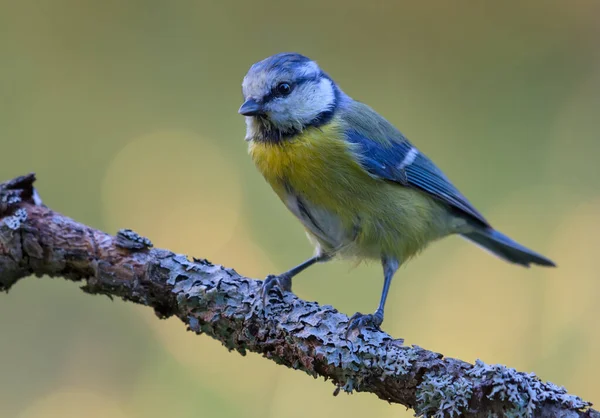 Типичная Евразийская Синяя Синица Cyanistes Caeruleus Сидящая Ветке Покрытой Лишайником — стоковое фото