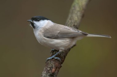 Adult Marsh Tit (poecile palustris) nice perched on small branch with clean autumn background 