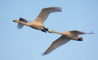 Bir çift yetişkin Whooper kuğusu (cygnus cygnus), ilkbahar mavi gökyüzünde sıkı uçuyor. 