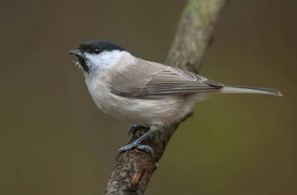 Adult Marsh Tit Poecile Palustris Nice Perched Small Branch Clean — Foto Stock