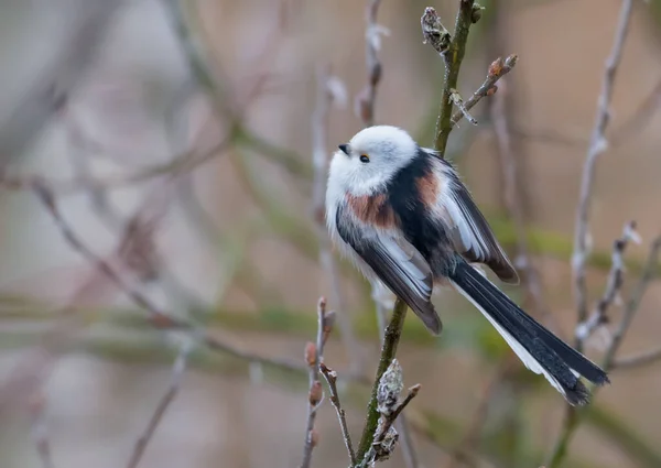Long Tailed Tit Aegithalos Caudatus Perched Small Willow Bush Branch — 스톡 사진
