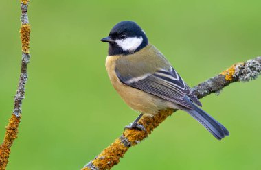 Great tit (parus major) perched on a small lichen branch with neat green background 