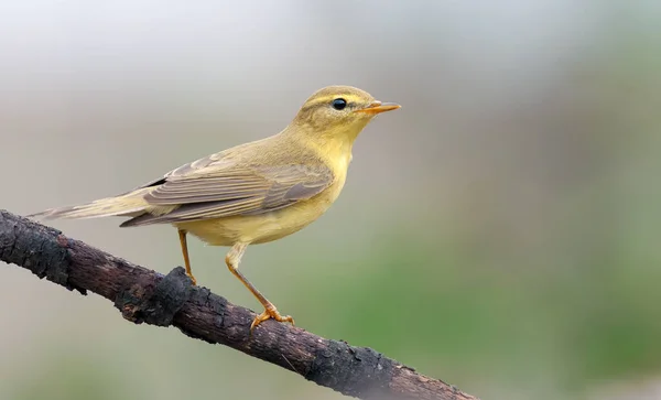 柳树莺 Phylloscopus Trochilus 栖息在干枯的老树枝上 背景色清澈温暖 — 图库照片