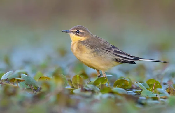 Wagtail Amarillo Occidental Motacilla Flava Caminata Nocturna Sobre Plantas Agua — Foto de Stock