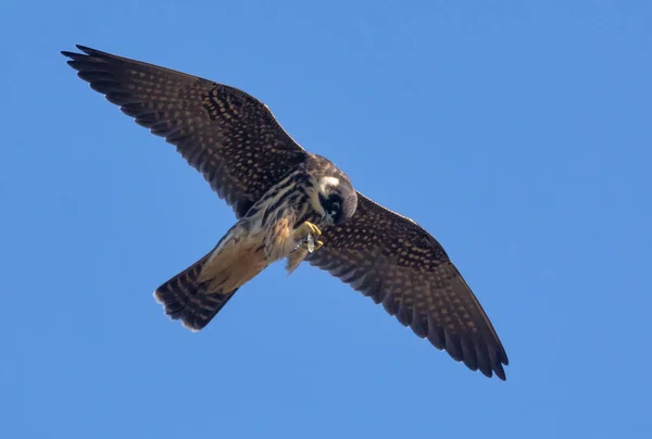 Adulto Euroasiático Hobby Falco Subbuteo Come Vuelo Altísimo Libélula Atrapada — Foto de Stock