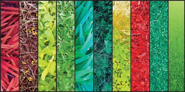 Collage Bild Von Buntem Gras Senkrechten Reihen Zusammengesetzte Abstrakte Natur — Stockfoto