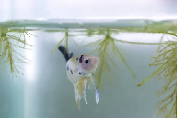 Nahaufnahme Eines Männlichen Gelben Koi Beta Fisches Unter Wasser Zwischen — Stockfoto