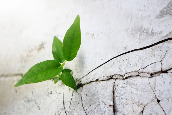 Planta Folhas Verdes Crescer Partir Parede Rachada Rua Com Espaço — Fotografia de Stock