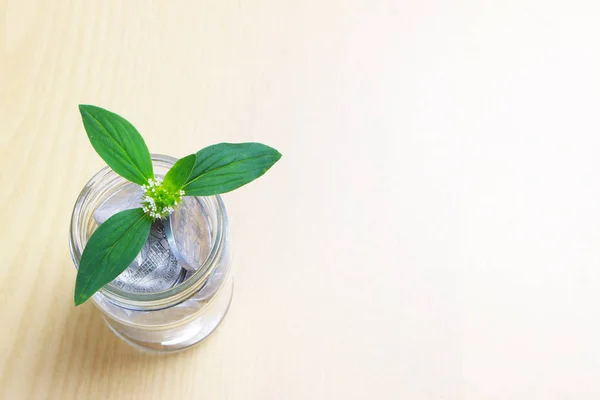 Mynt Glas Pengar Burk Besparingar Med Växande Växt Finansiella Begrepp — Stockfoto