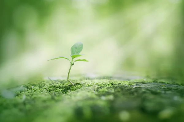 Fresco Sfondo Verde Natura Immagine Ravvicinata Foglie Vegetali Naturali Concetto — Foto Stock