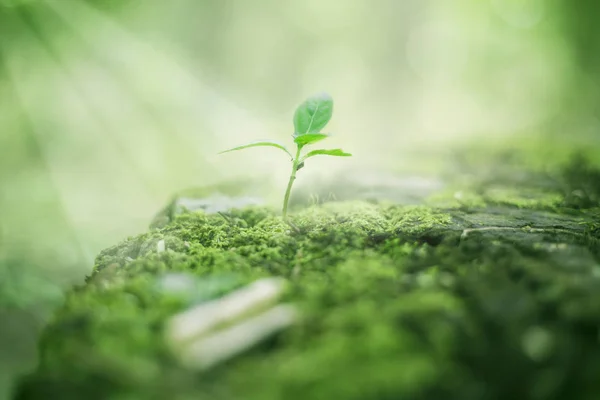 Friss Zöld Természet Háttér Természetes Növényi Levelek Kerti Erdő Dzsungel — Stock Fotó