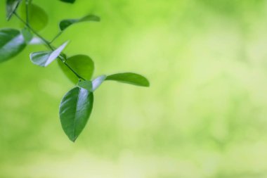 Taze yeşil doğa arka plan, görüntü doğal bitki yaprakları, Bahçe orman orman kavramı seçici odak, kopya alanı ve arka ışık ile yakından