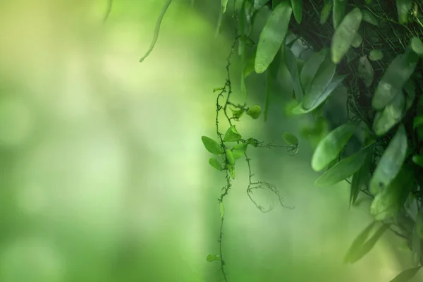 新鲜的绿色自然背景 自然植物叶子的近距离图像 花园森林丛林概念与选择性的焦点 复制空间和背光 — 图库照片