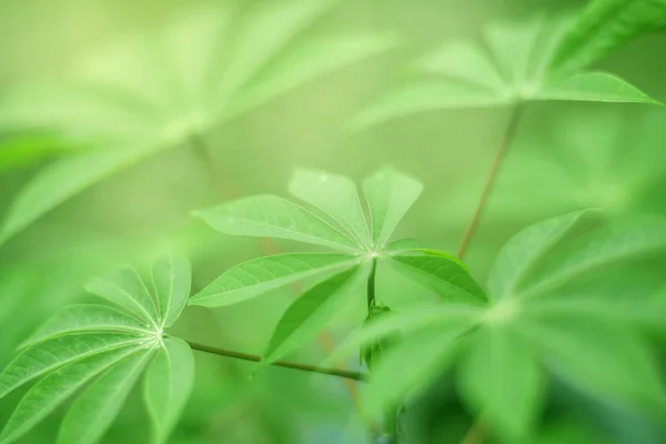 Taze Yeşil Doğa Arka Plan Görüntü Doğal Bitki Yaprakları Bahçe — Stok fotoğraf
